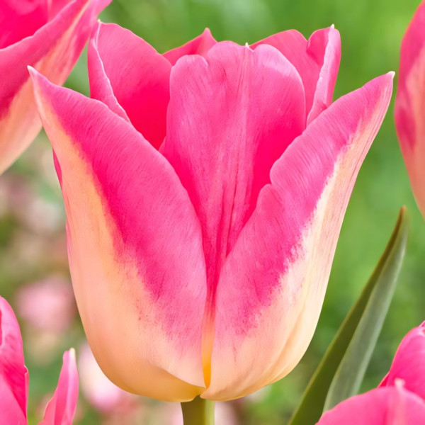 Луковицы Тюльпан Триумф Роял Тен (в упаковке - 3шт.)