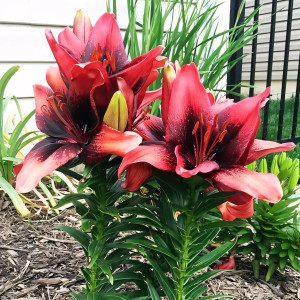  Лилия азиатская Tinу Shadow (Тайни Шэдоу)