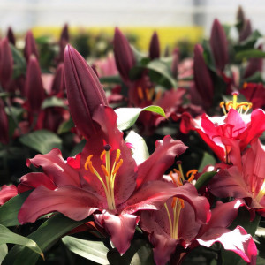  Лилия восточная Bombastic (Бомбастик)