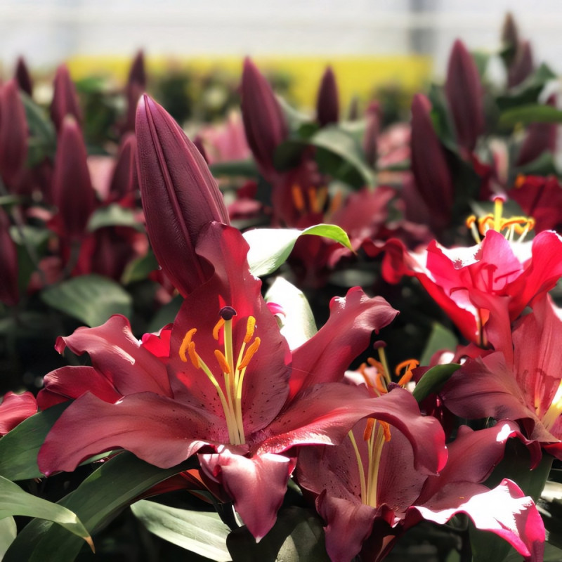 Луковицы  Лилия восточная Bombastic (Бомбастик) (3шт.)