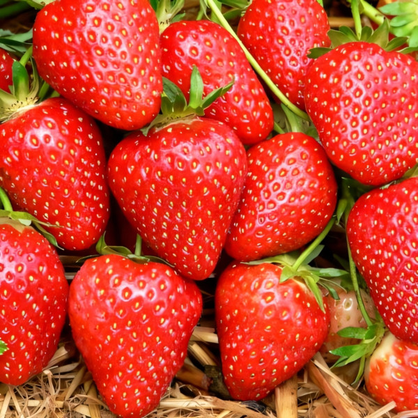 Клубника (крупная Клубника) Элеганс 5 шт. в упаковке