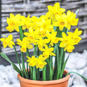 Нарцисс мини Тет-а-Тет (в упаковке - 3шт.)