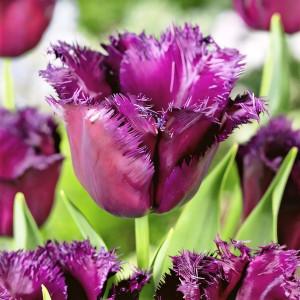 Тюльпан бахромчатый Горилла (в упаковке - 3шт.)