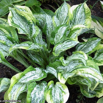 Саженцы Хоста Winter Lightning (Винтер Лаитининг) М