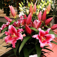 Луковицы Саженцы Лилия ОТ гибрид Dalian (Далиан) (3шт.)