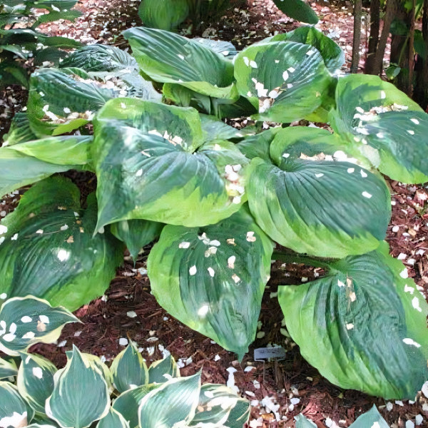 Саженцы Хоста Sum of All (Сам оф Ол) ХL