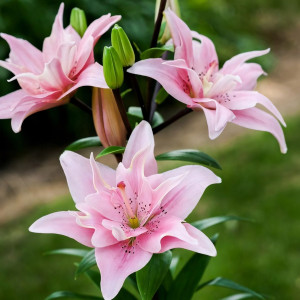  Лилия азиатская Elodie (Элоди)