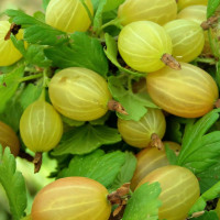 Саженцы Крыжовник Алтайский