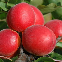 Саженцы Абрикос Биг Ред