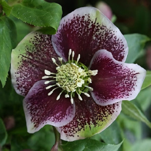 Морозник восточный Претти Эллен Споттед .