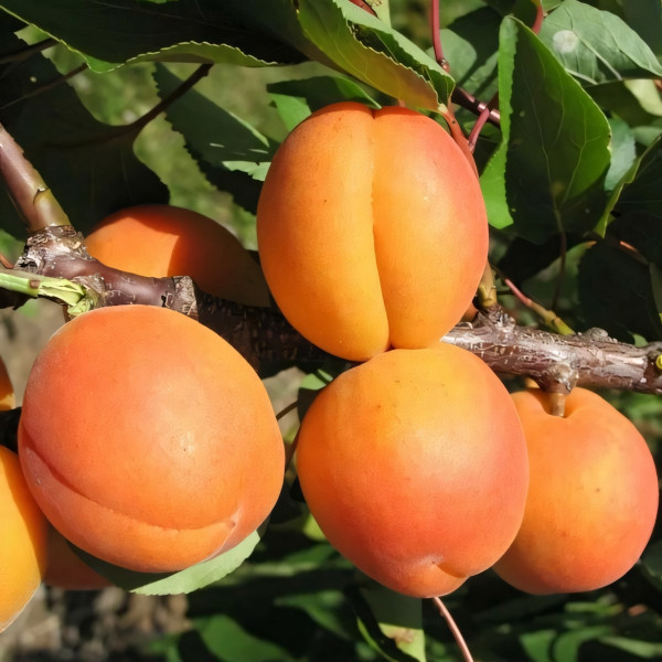 Саженцы Абрикос Фаворит
