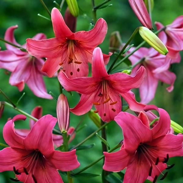 Луковицы  Лилия тигровая Pink Flight (Пинк Флайт) (3шт.)