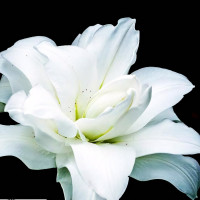 Луковицы  Лилия восточная Lotus Pure (Лотус Пьюр) (3шт.)