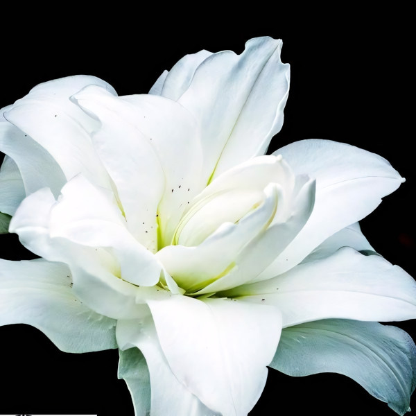 Луковицы  Лилия восточная Lotus Pure (Лотус Пьюр) (3шт.)