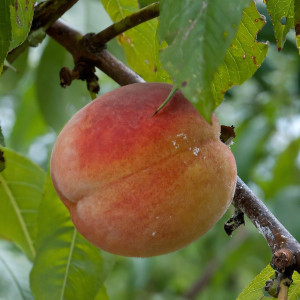 Саженцы Персик Орфей