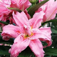 Луковицы  Лилия восточная Diantha (Дианта) (3шт.)