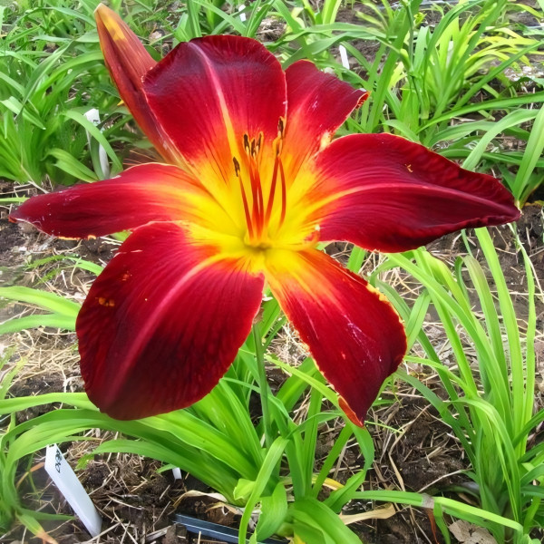 Саженцы Лилейник Ruby Spider (Руби Спайдер)