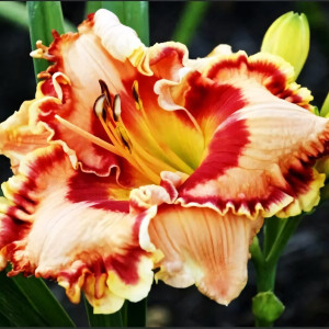 Саженцы Лилейник Spanish Fiesta (Спэниш Фиеста)