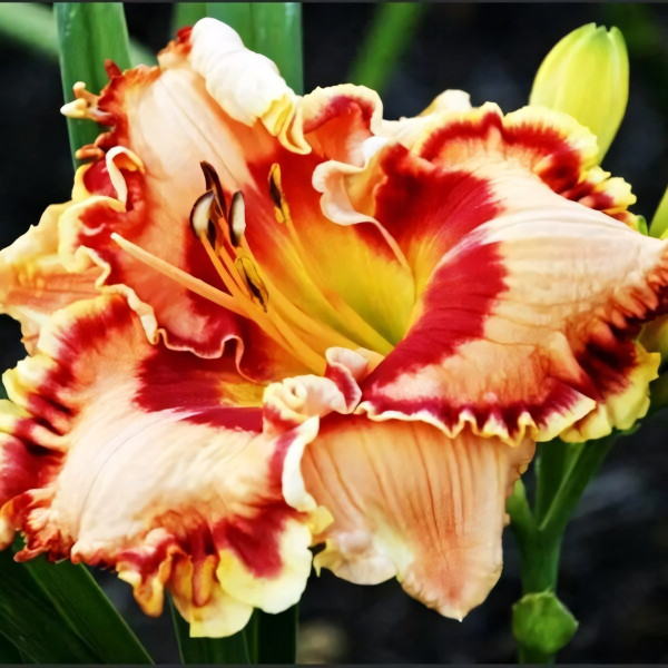 Саженцы Лилейник Spanish Fiesta (Спэниш Фиеста)