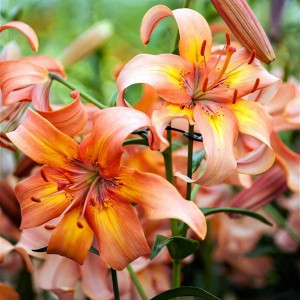  Лилия Salmon Flavour (Салмон Флейвоур)