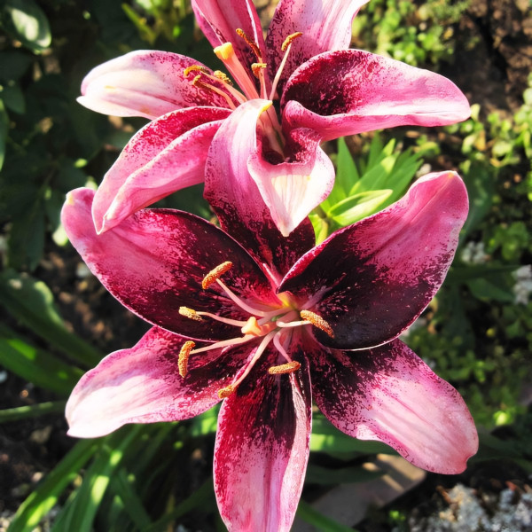 Луковицы  Лилия азиатская Purple Eye (Пурпл Ай) (3шт.)