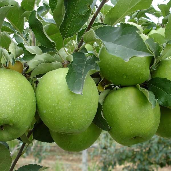 Саженцы Яблоня Гренни Смит