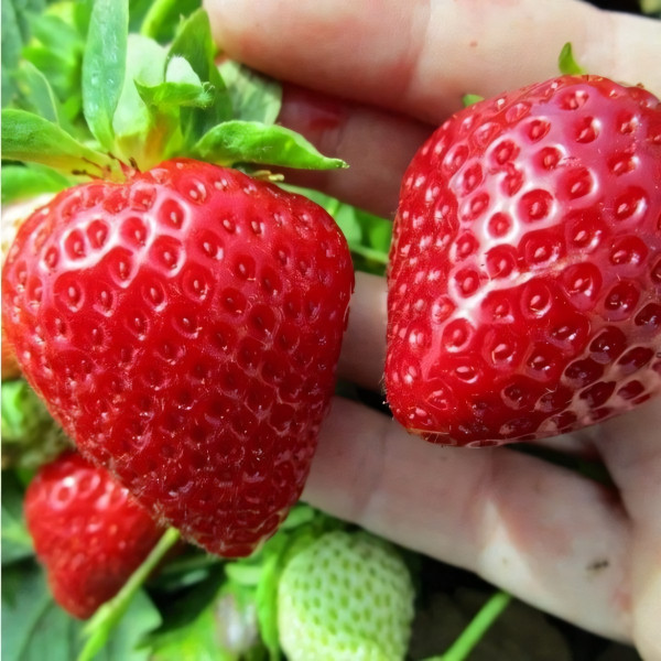 Саженцы Земляника Сюзетта  (упаковка 5 шт.)