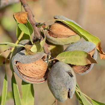 Саженцы Миндаль Приморский