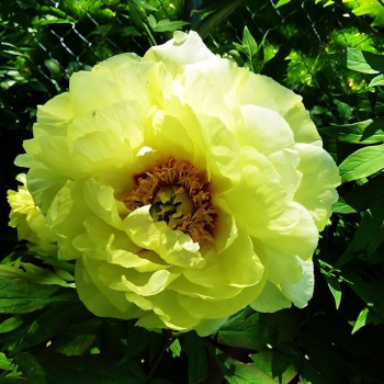 Саженцы Пион High Noon (Хай Нун)