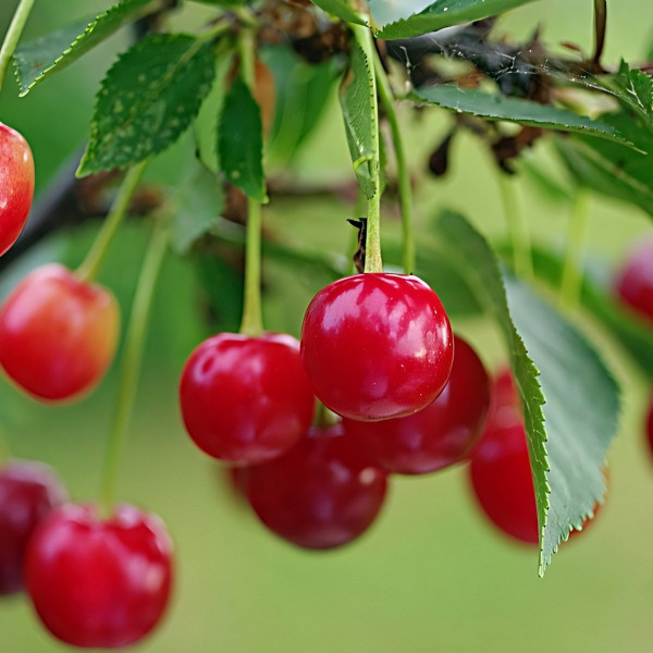 Саженцы Вишня Багряная