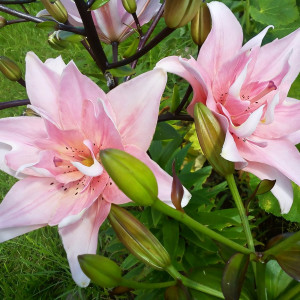  Лилия азиатская Elodie (Элоди)