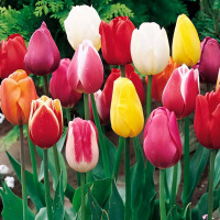 Луковицы Тюльпаны Триумф, смесь окрасок (в упаковке - 3шт.)