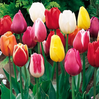 Тюльпаны Триумф, смесь окрасок (в упаковке - 3шт.)