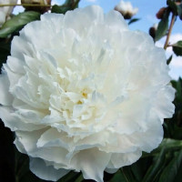 Саженцы Пион White Sarah Bernhard (Вайт Сара Бернар)