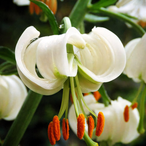 Луковицы  Лилия Snowy Morning (Сноу Морнинг) (3шт.)