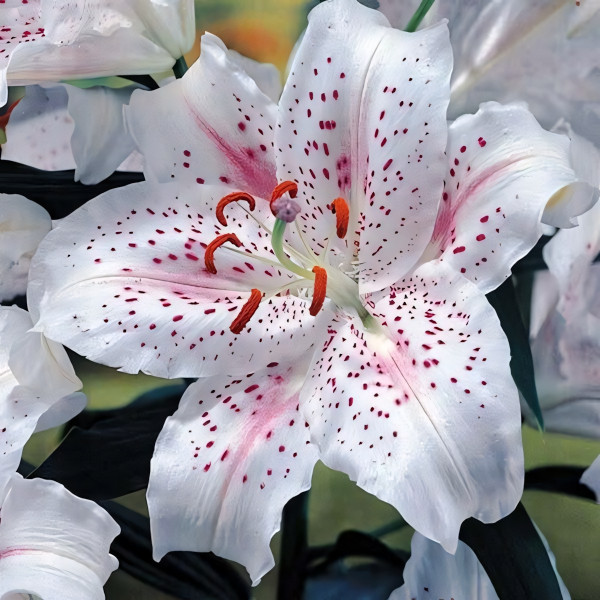 Луковицы  Лилия восточная Muscadet (Мускадет) (3шт.)