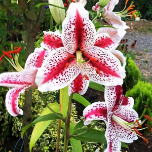  Лилия восточная Tigerwoods (Тайгервудс)