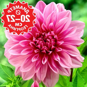 Саженцы Георгина Lavender Perfection