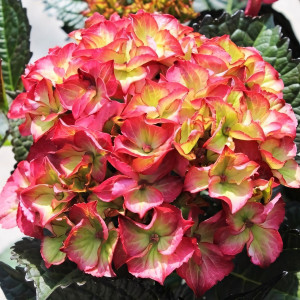 Гортензия крупнолистная Dark Angel