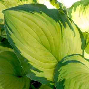 Саженцы Хоста Paradigm (Парадигм) М