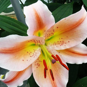  Лилия восточная Salmon Party (Салмон Парти)