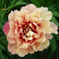 Саженцы Пион Berry Garcia (Берри Гарсия)