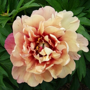 Саженцы Пион Berry Garcia (Берри Гарсия)