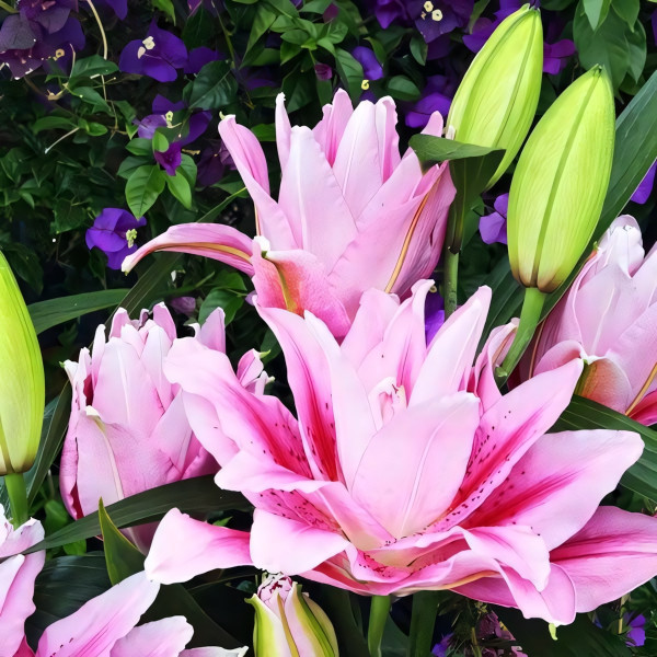 Луковицы  Лилия махровая восточная Roselily Anoushka (Розели Аннушка) (3шт.)