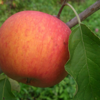 Саженцы Яблоня Пинова