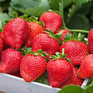 Клубника (крупноплодная) Элианни 5 шт. в упаковке