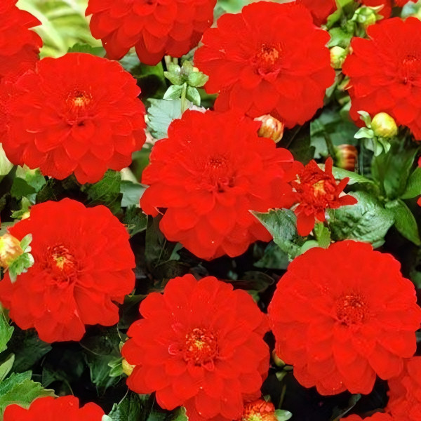 Саженцы Георгина гэллери Rivera