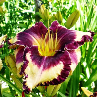 Саженцы Лилейник Glamoureyez (Гламурейез)