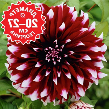 Саженцы Георгина Contraste