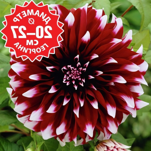 Саженцы Георгина Contraste